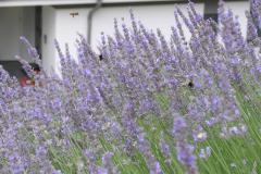 Lavendel in voller Blüte