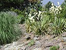 Pflanzen im Steingarten