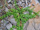 Pfennigkraut Lysimachia Nummularia im Schotter