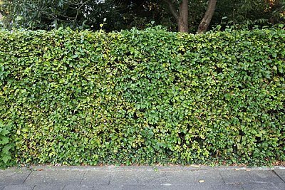 Hecke Rotbuche im Sommer