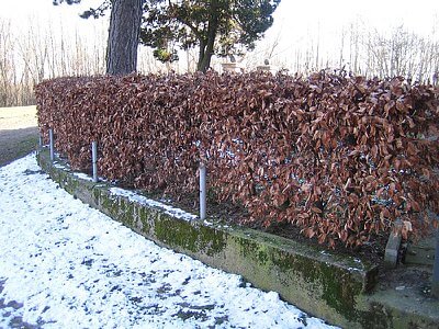 Hecke Rotbuche im Winter