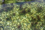 Unterwasserpflanzen Statiotes aloides