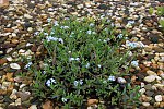 Sumpf-Vergissmeinnicht; Myosotis palustris