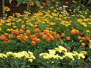 Beet mit Tagetes und Chrysanthemen