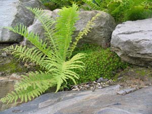 Naturgarten mit Farn im Steingarten