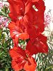 feuerrote Gladiole