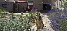 Hund auf Polygonalplatten