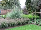 Pennisetum alopecuroides und Cortaderia selloana