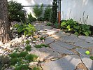 Polygonalplatten mit Fugenbewuchs im Garten