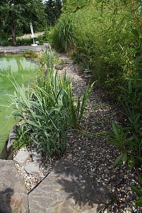 emerse, hydrobotanische Anlage, mit Rollkies bis über den Wasserspiegel befüllt