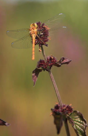 Libelle am Badeteich