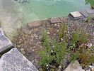 Unterwasser-Natursteinmauer trennt Tief- von Flachwasserzone.