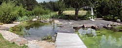 hinterer Teichbereich mit Unterwasser-Naturstein-Trittstufen in die Schwimmzone