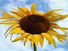 Sonnenblume