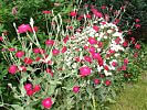 Lichtnelke Lychnis coronaria