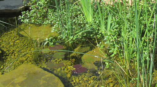 wenig Algen zwischen Wasserpflanzen